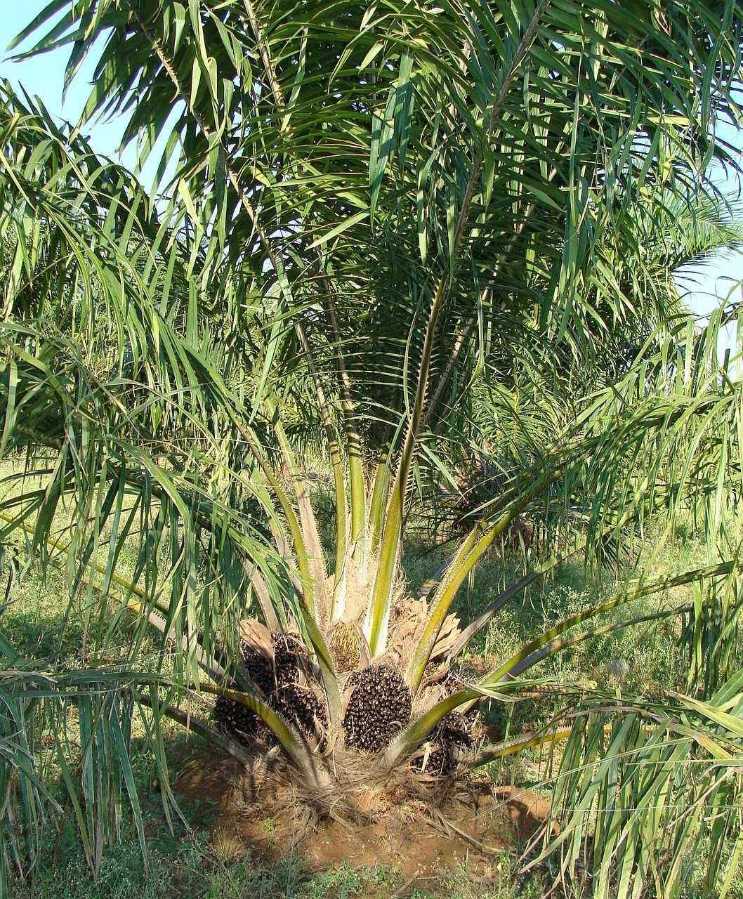 Aliejaus Palmių, Vaisių Puokštė, Medis, Daržovių Aliejus, Sodininkystė, Karnataka, Indija, Nemokamos Nuotraukos,  Nemokama Licenzija