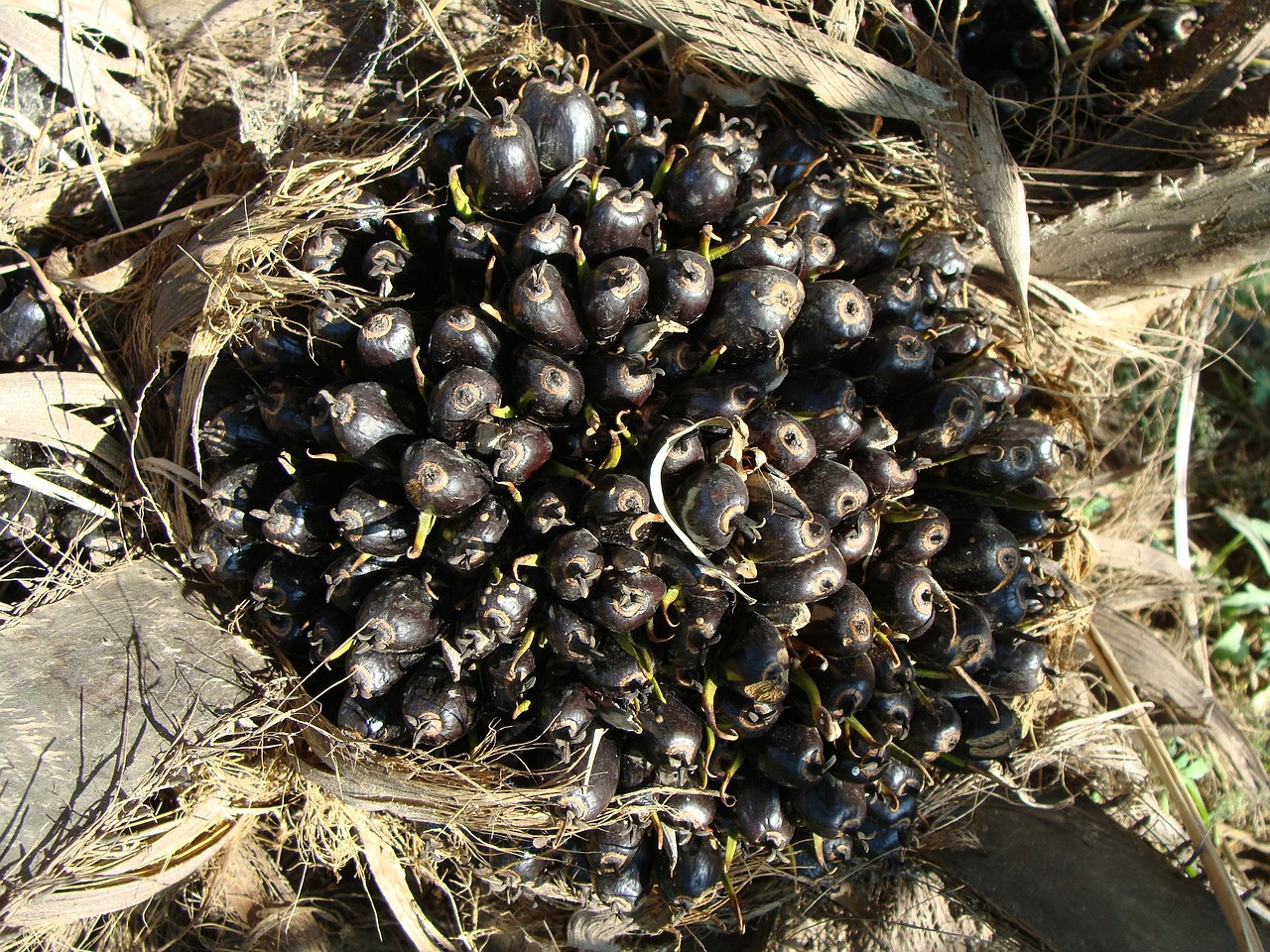 Aliejaus Palmių, Vaisių Puokštė, Daržovių Aliejus, Sodininkystė, Karnataka, Indija, Nemokamos Nuotraukos,  Nemokama Licenzija