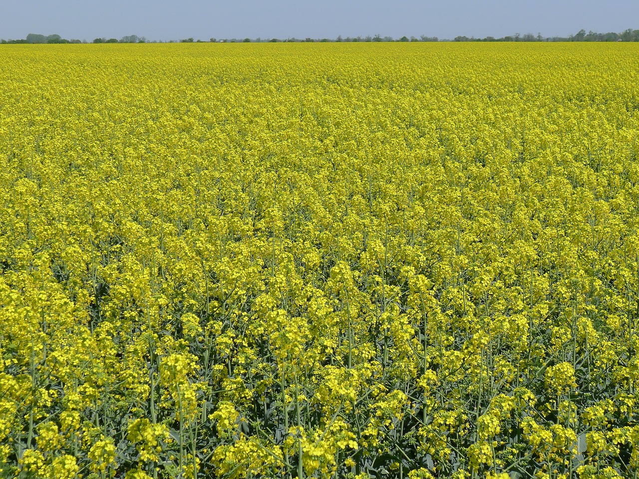 Aliejinių Rapsų, Kolza, Gėlės, Geltona, Žemdirbystė, Augalas, Derlius, Vasara, Gamta, Nemokamos Nuotraukos