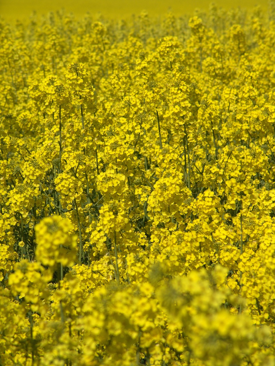 Aliejiniai Rapsai, Laukas, Derlius, Aliejus, Rapsų Aliejus, Rapsų Sėklos, Žiedas, Žydėti, Rapsų Žiedas, Laukai