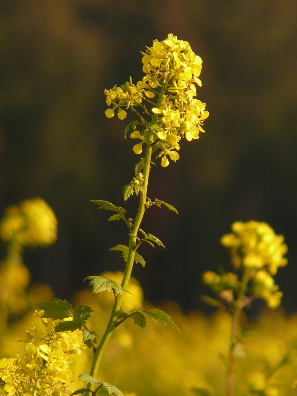 Aliejiniai Rapsai, Rapsų Sėklos, Žiedas, Žydėti, Augalas, Geltona, Brassica Napus, Pasėlių, Auginimas, Žemdirbystė