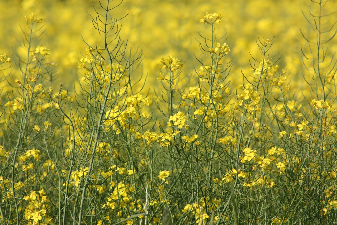 Aliejiniai Rapsai, Denmark, Pavasaris, Pasėlių, Geltona, Žalias, Nemokamos Nuotraukos,  Nemokama Licenzija