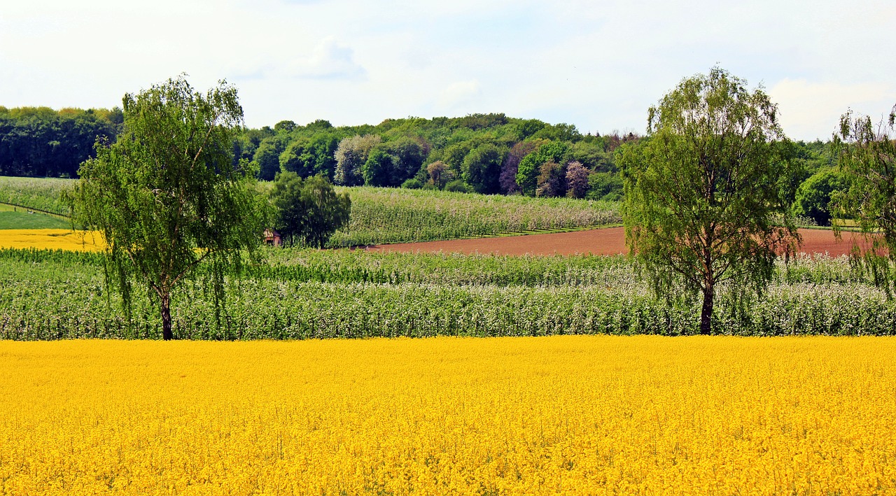 Aliejiniai Rapsai, Rapsų Sėklos, Vaisių Sodas, Gamta, Miškas, Pavasaris, Laukas, Plantacija, Medis, Vasara