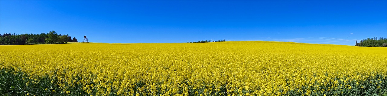 Aliejiniai Rapsai, Turingijos Federalinė Žemė, Vasara, Dangus, Mėlynas, Kraštovaizdis, Gamta, Vokietija, Nemokamos Nuotraukos,  Nemokama Licenzija