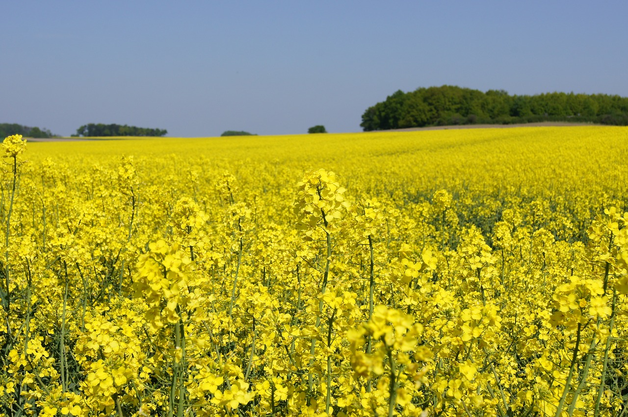 Aliejiniai Rapsai, Laukas, Rapsų Sėklos, Rapsų Aliejus, Nemokamos Nuotraukos,  Nemokama Licenzija