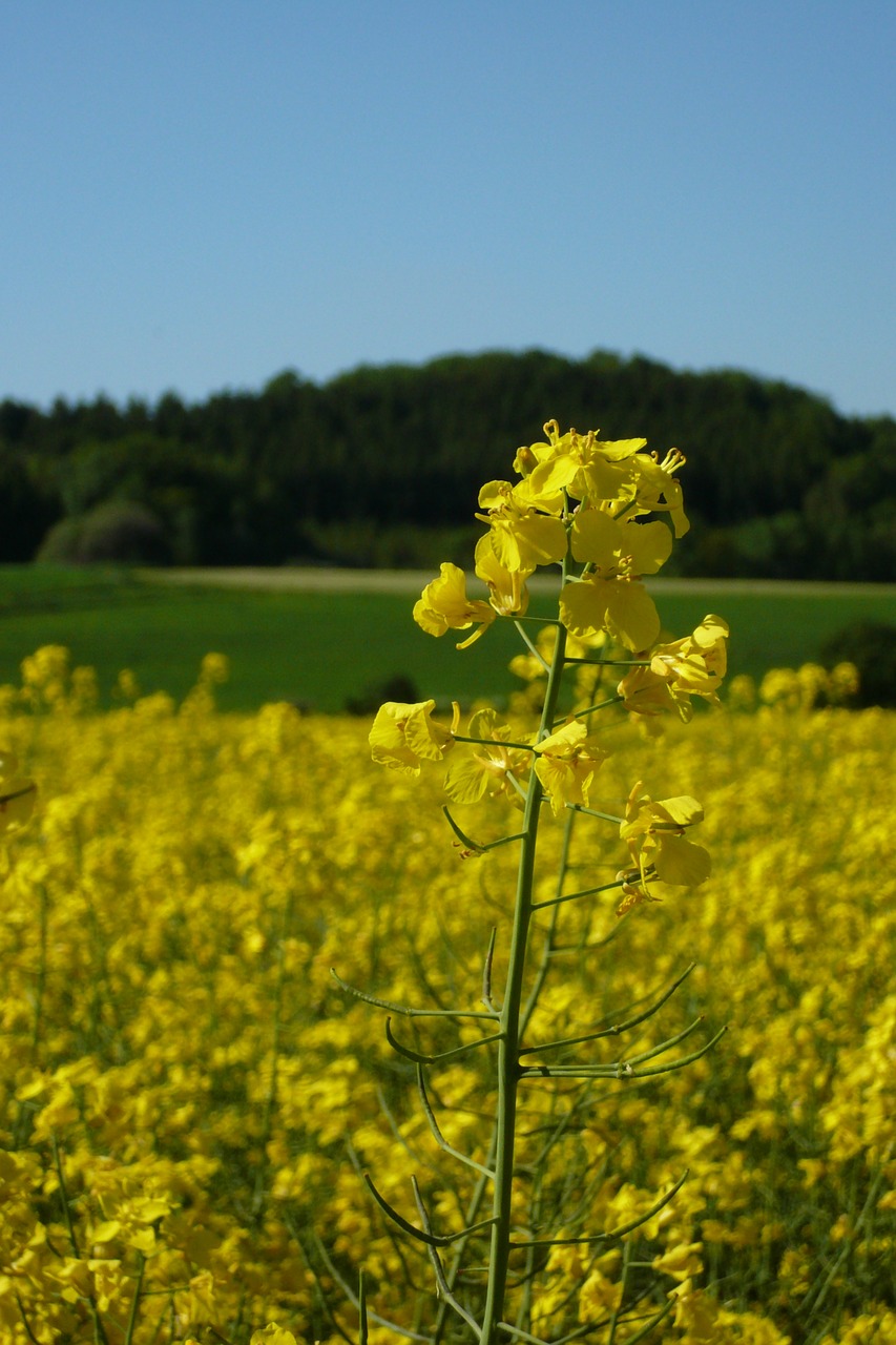 Aliejiniai Rapsai, Rapsų Sėklos, Augalas, Žiedas, Žydėti, Retas Augalas, Rapsų Aliejus, Laukas, Gamta, Nemokamos Nuotraukos