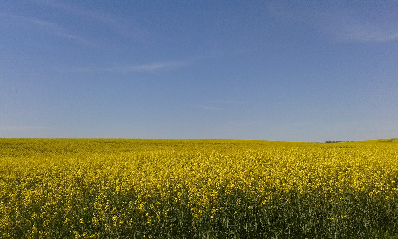 Aliejiniai Rapsai, Laukas, Vasara, Geltona, Kraštovaizdis, Rapsų Sėklos, Nemokamos Nuotraukos,  Nemokama Licenzija