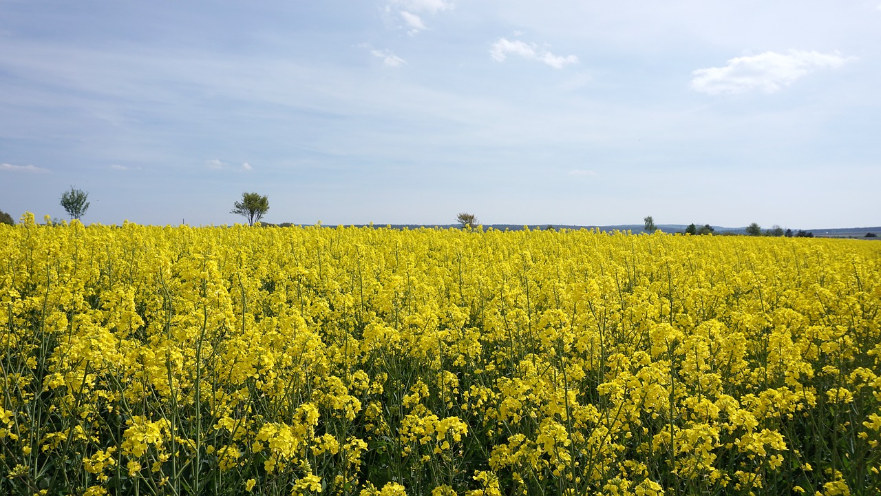 Aliejiniai Rapsai, Geltona, Dangus, Gamta, Laukas, Rapsų Žiedas, Kraštovaizdis, Rapsų Sėklos, Augalas, Retas Augalas