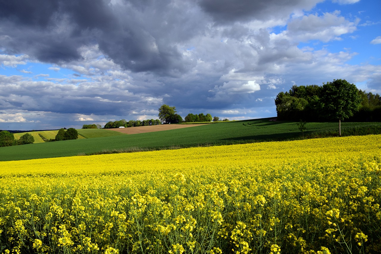 Aliejiniai Rapsai, Rapsų Sėklos, Geltona, Laukas, Kraštovaizdis, Vasara, Rapsų Aliejus, Gamta, Retas Augalas, Rapsų Žiedas