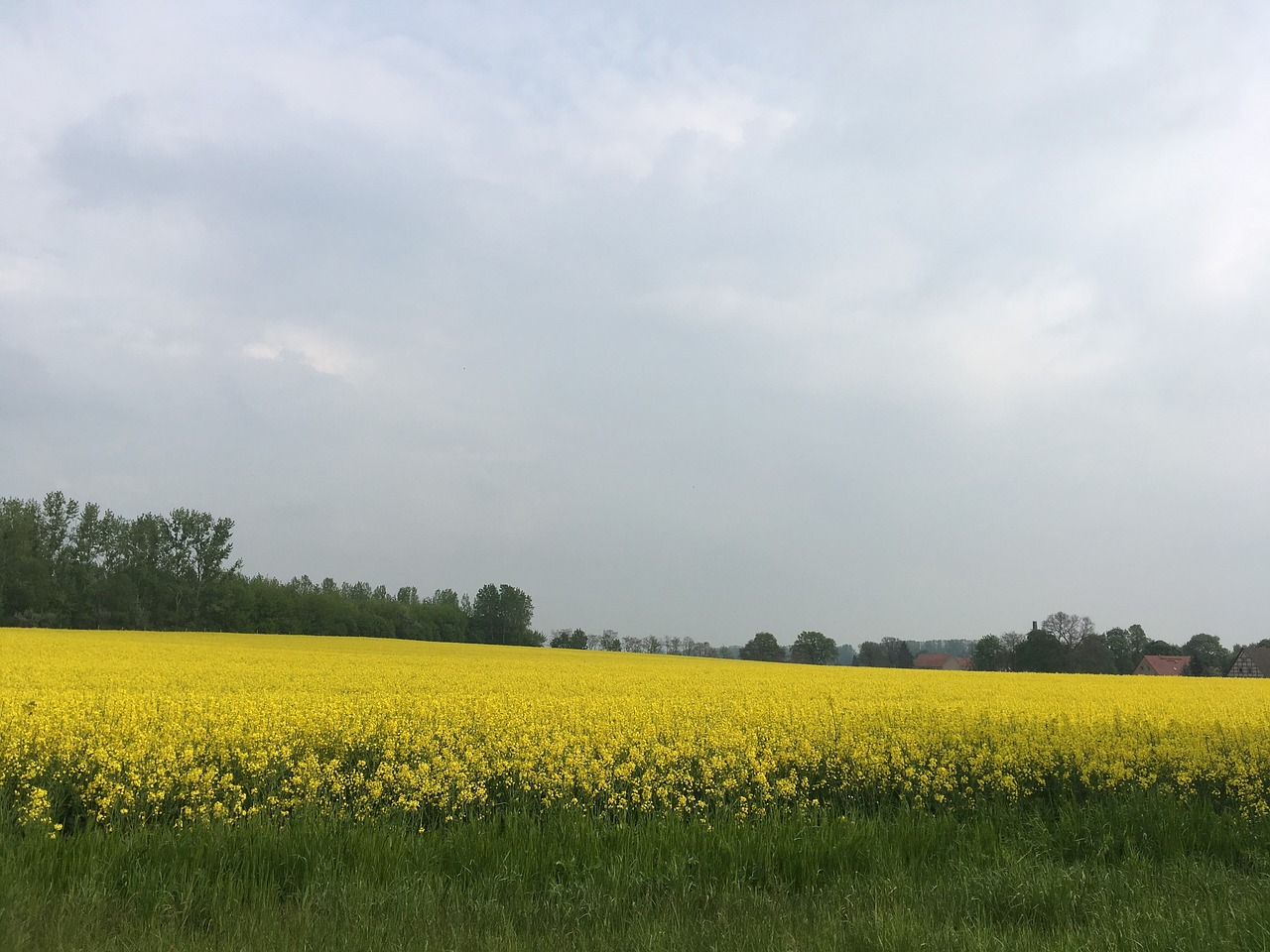 Aliejiniai Rapsai, Laukas, Kraštovaizdis, Gamta, Rapsų Žiedas, Nemokamos Nuotraukos,  Nemokama Licenzija