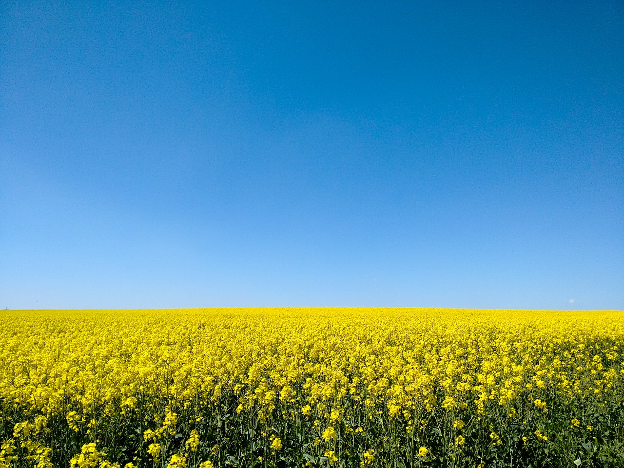 Aliejiniai Rapsai, Laukas, Dangus, Šviesus, Geltona, Gamta, Kraštovaizdis, Rapsų Žiedas, Žiedas, Žydėti