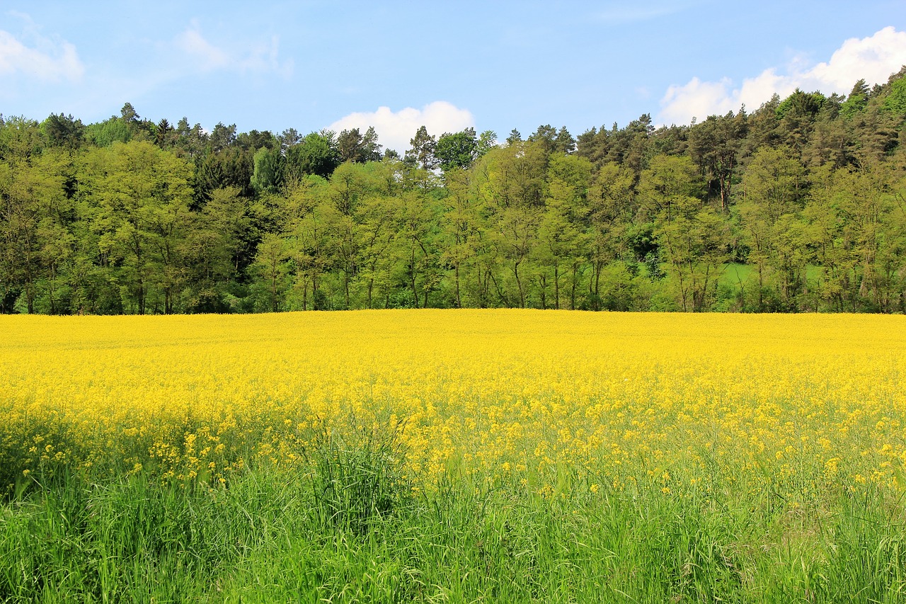 Aliejiniai Rapsai, Rapsų Sėklos, Gamta, Geltona, Rapsų Žiedas, Kraštovaizdis, Rapsų Aliejus, Laukas, Žiedas, Žydėti