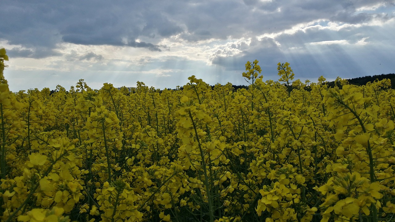 Aliejiniai Rapsai, Pavasaris, Rapsų Aliejus, Rapsų Sėklos, Geltona, Dangus, Saulės Spindulys, Debesys, Nemokamos Nuotraukos,  Nemokama Licenzija