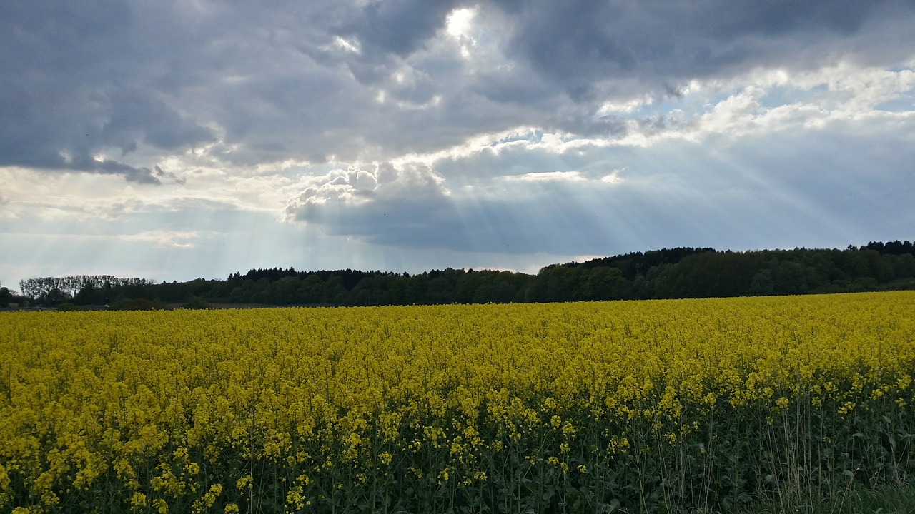 Aliejiniai Rapsai, Pavasaris, Rapsų Aliejus, Rapsų Sėklos, Geltona, Dangus, Saulės Spindulys, Debesys, Nemokamos Nuotraukos,  Nemokama Licenzija