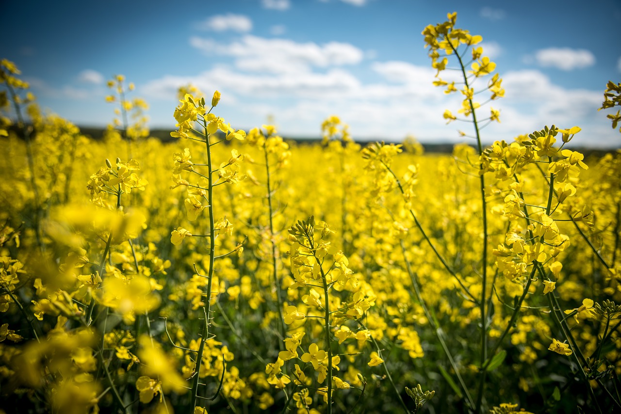 Aliejinių Rapsų,  Rapsų Žiedas,  Geltona,  Srityje Rapsų Sėklų,  Pavasaris,  Kraštovaizdis,  Pobūdį,  Laukas,  Žiedas,  Žydi