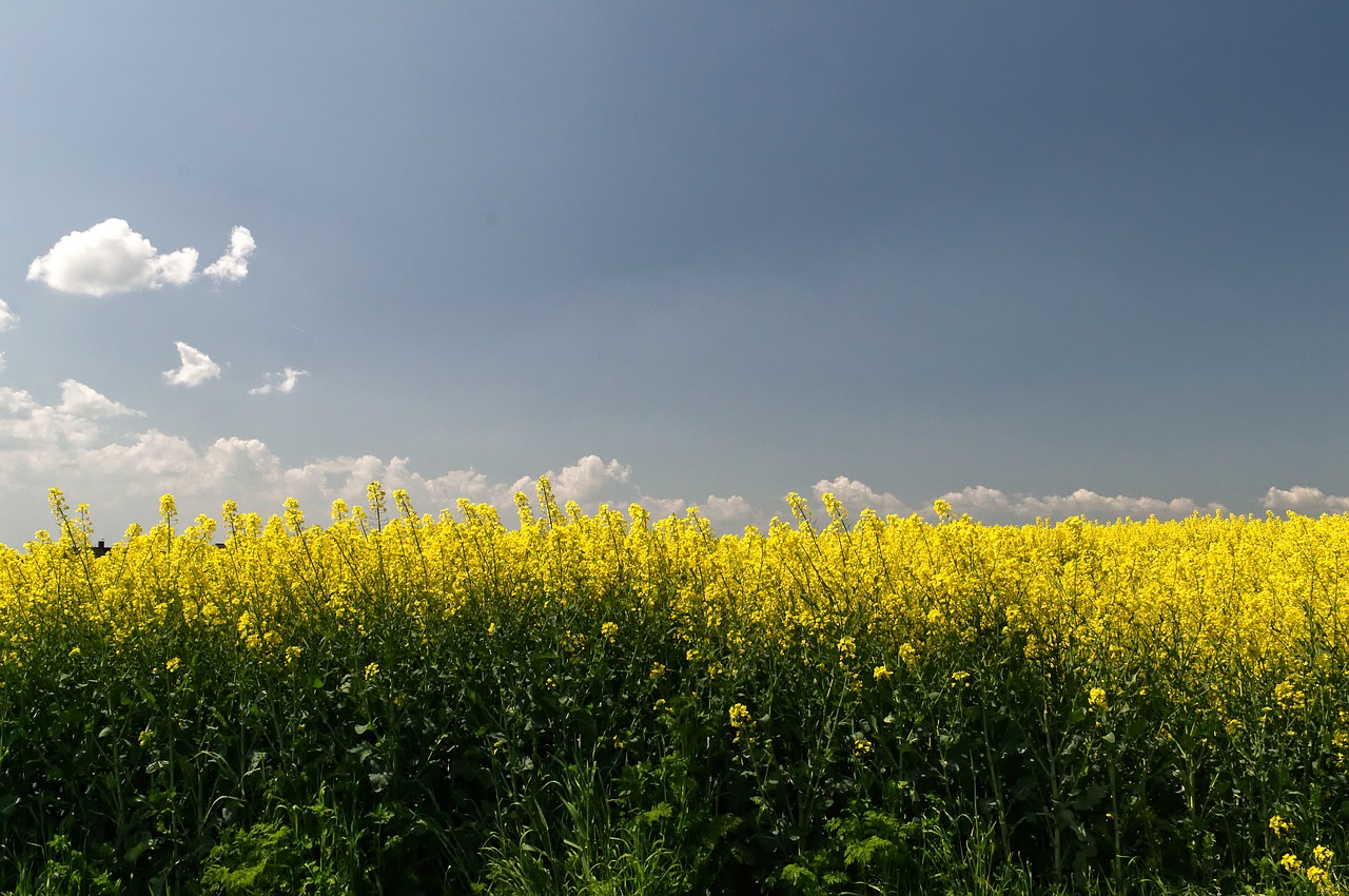 Aliejinių Rapsų,  Laukas,  Pavasaris,  Kraštovaizdis,  Pobūdį,  Geltona,  Srityje Rapsų Sėklų,  Dangus,  Žemdirbystė,  Debesys