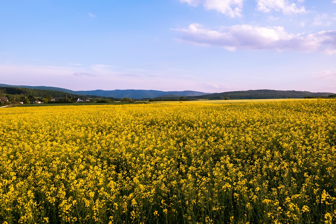 Aliejiniai Rapsai,  Rapsų Sėklos,  Geltona,  Gėlės,  Pavasaris,  Dangus,  Gėlių Sritis,  Debesys,  Šviesus,  Ariamasis