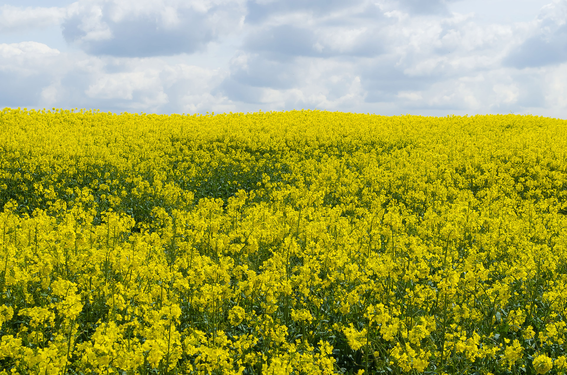 Canola,  Laukas,  Žemdirbystė,  Sezonas,  Gėlė,  Geltona,  Pavasaris,  Fonas,  Rapsai, Nemokamos Nuotraukos