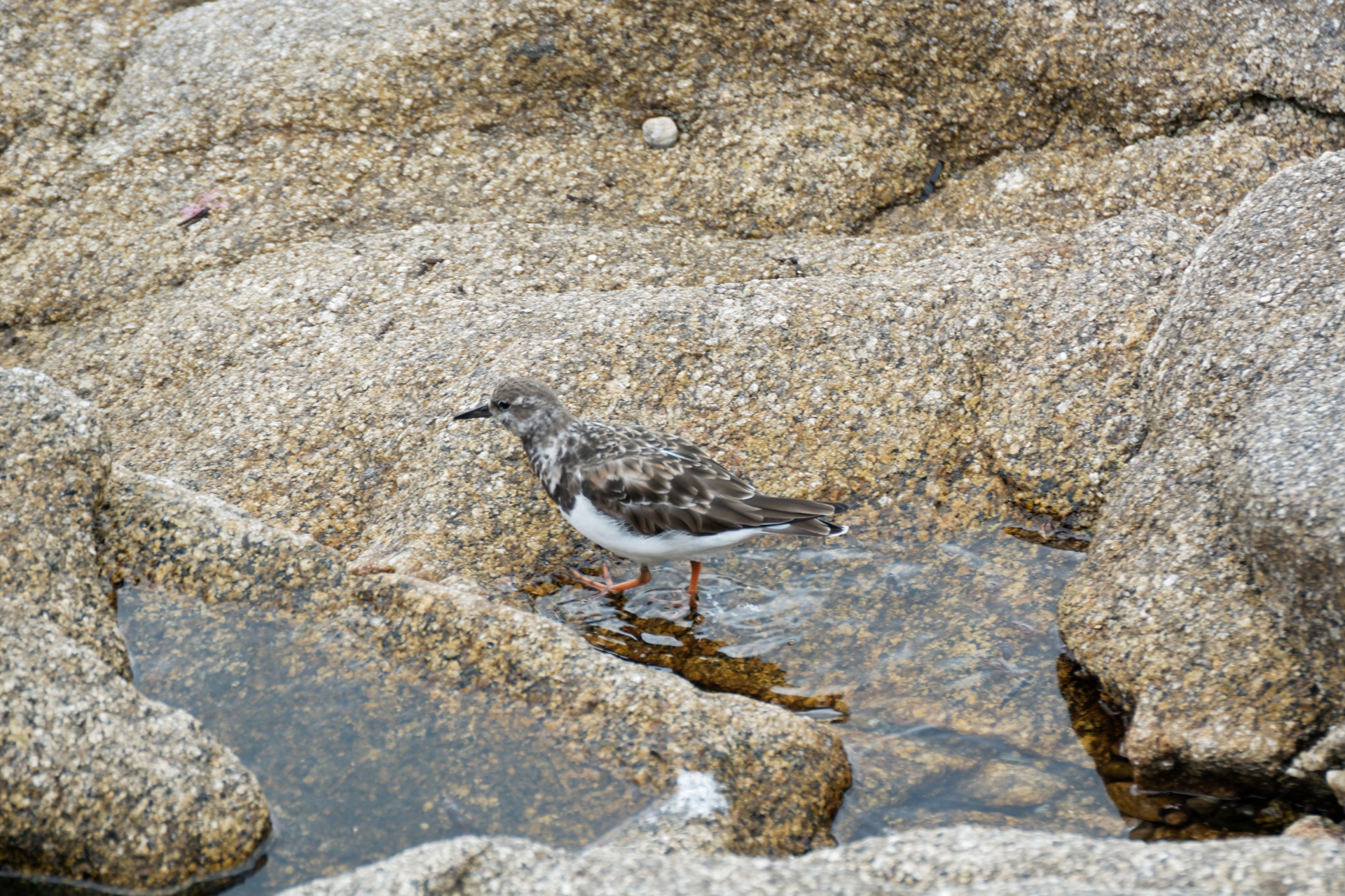 Paukštis,  Peizažas,  Ornitologija,  Plover,  Paukštis,  Snapas,  Plunksnos,  Fauna,  Laukiniai,  Gamta