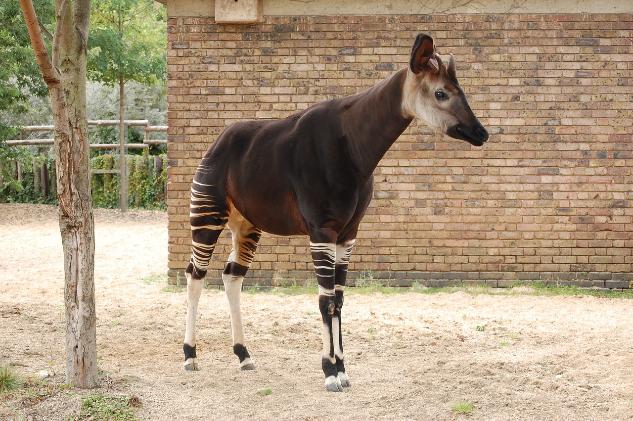 Okapi, Gyvūnas, Zoologijos Sodas, Žinduolis, Afrika, Nemokamos Nuotraukos,  Nemokama Licenzija