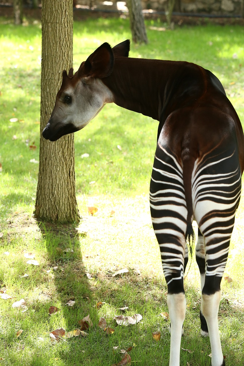 Okapi, Afrika, Angola, Zoologijos Sodas, Gyvūnai, Žolėdis, Suaugęs, Nemokamos Nuotraukos,  Nemokama Licenzija