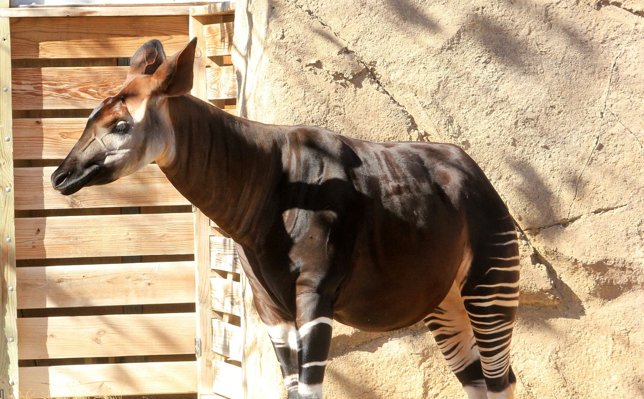 Okapi, Gyvūnas, Laukinė Gamta, Laukiniai, Zoologija, Žinduolis, Rūšis, Dykuma, Aplinka, Lauke