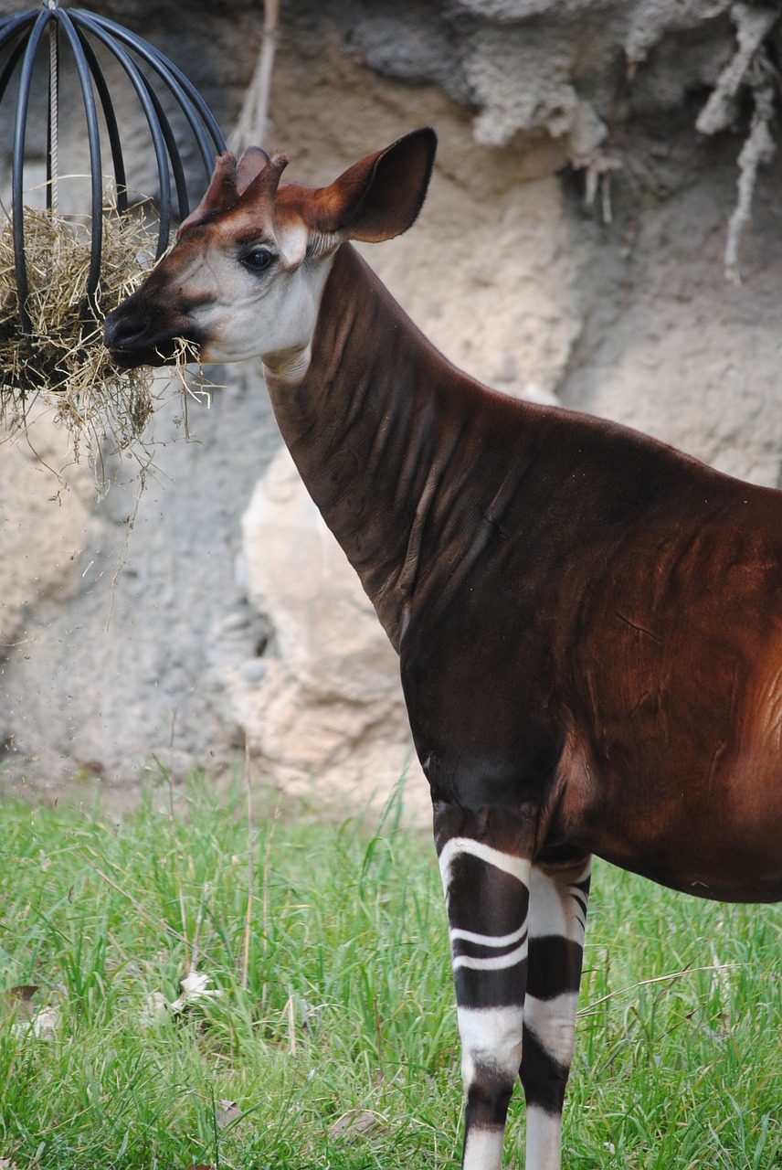 Okapi, Ruda, Gyvūnas, Žinduolis, Laukinė Gamta, Balta, Laukiniai, Žolėdžių, Kulka, Supjaustyti