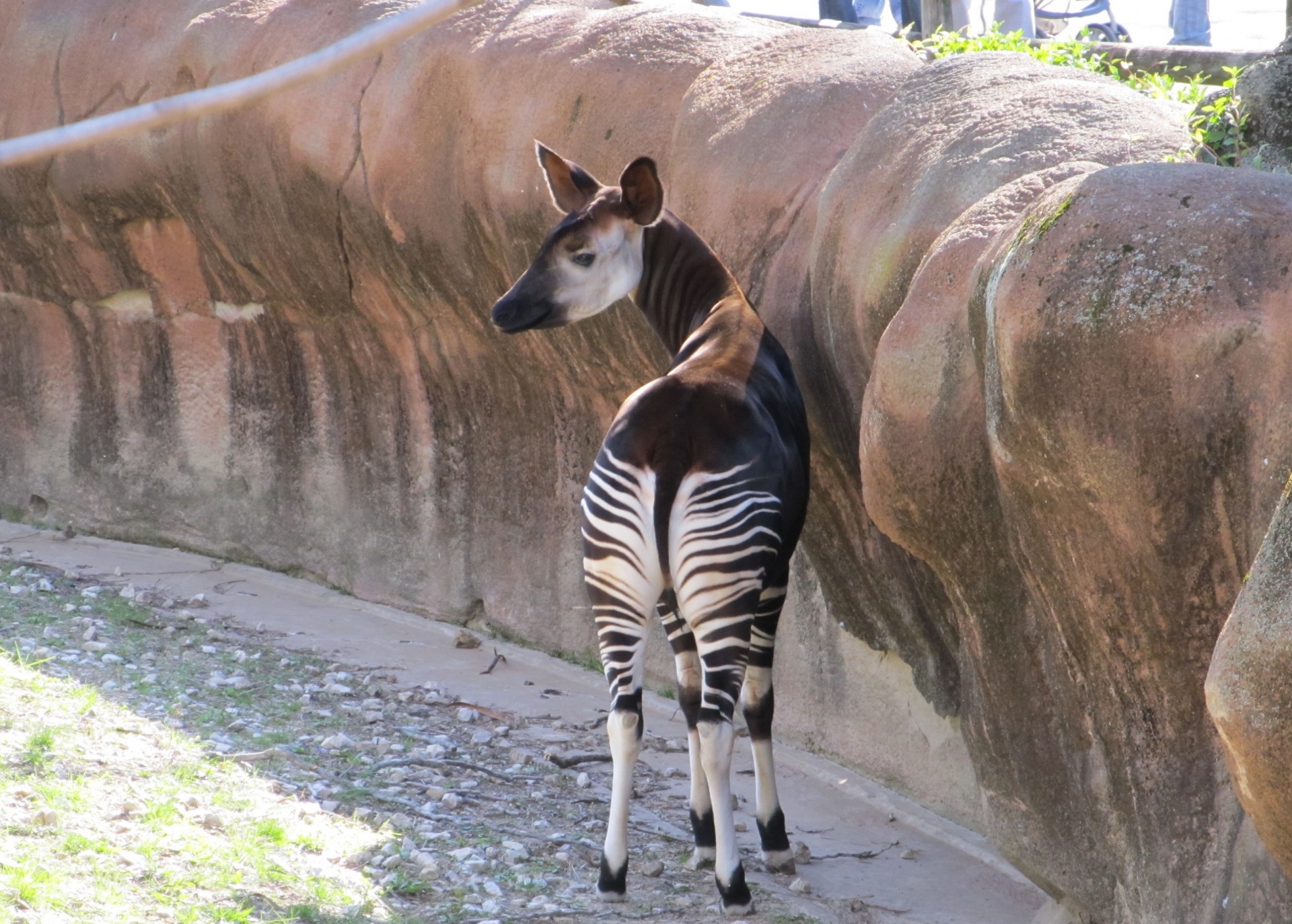 Okapi,  Žiūri,  Laukinė Gamta,  Zoologijos Sodas,  Gamta,  Žinduolis,  Gyvūnas,  Girafitas & Nbsp,  Artiodaktyla,  Juostos