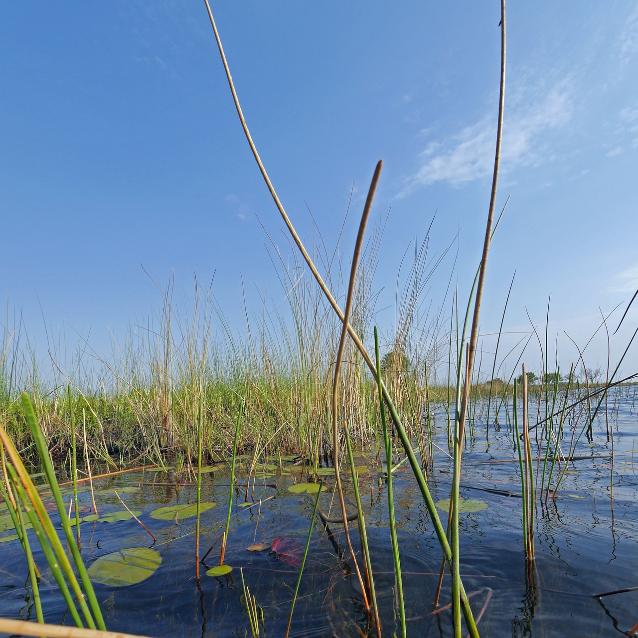 Okayanga Delta, Kelionė, Botsvana, Nemokamos Nuotraukos,  Nemokama Licenzija