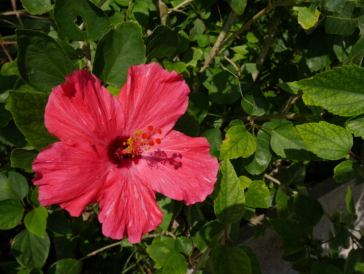 Okinawa, Hibiscus, Gėlės, Nemokamos Nuotraukos,  Nemokama Licenzija
