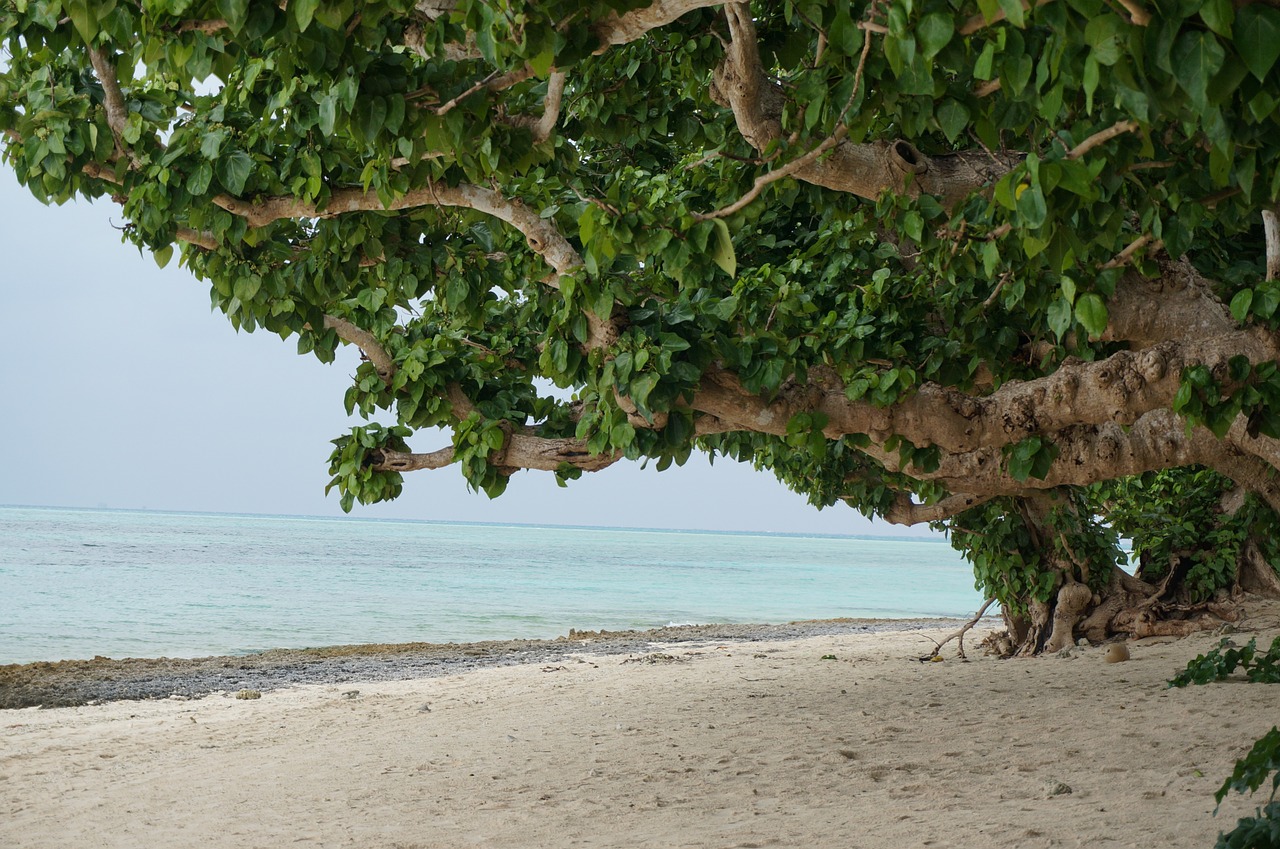 Okinawa Prefektūra, Vėjo Blauzdos Medžiai, Jūra, Nemokamos Nuotraukos,  Nemokama Licenzija