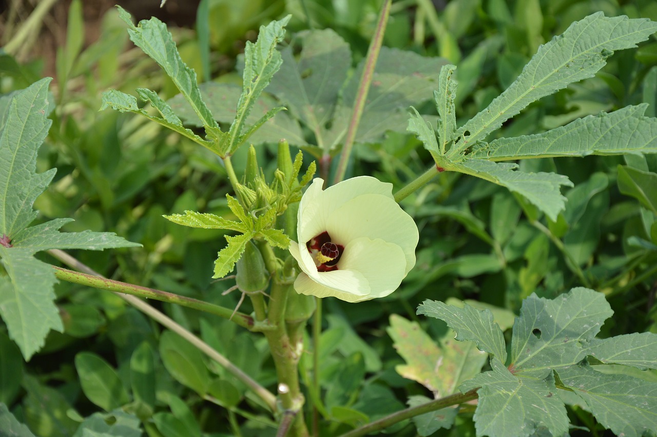 Okra, Gėlė, Sodas, Ūkis, Daržovių, Žydi, Nemokamos Nuotraukos,  Nemokama Licenzija