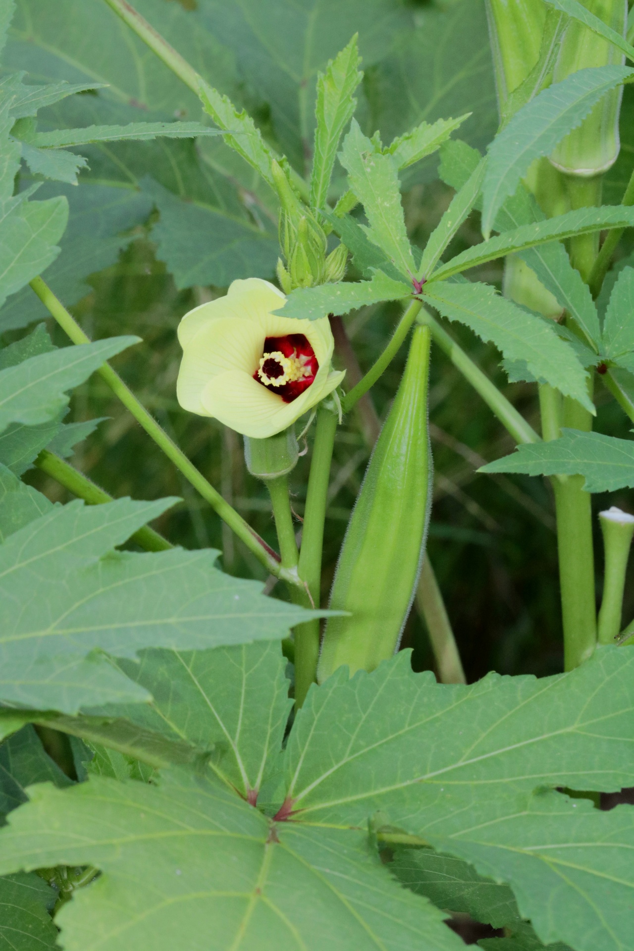 Gamta,  Augalai,  Daržovių,  Okra,  Pod,  Žydėti,  Maistas,  Sodas,  Žalias,  Okra Pod Ir Žydėti