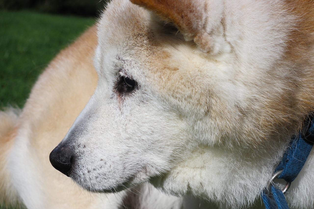 Senas Šuo, Šuo, Shiba Inu, Grynaveislis Šuo, Naminis Gyvūnėlis, Senas, Gyvūnas, Šunys, Vidaus, Nosis