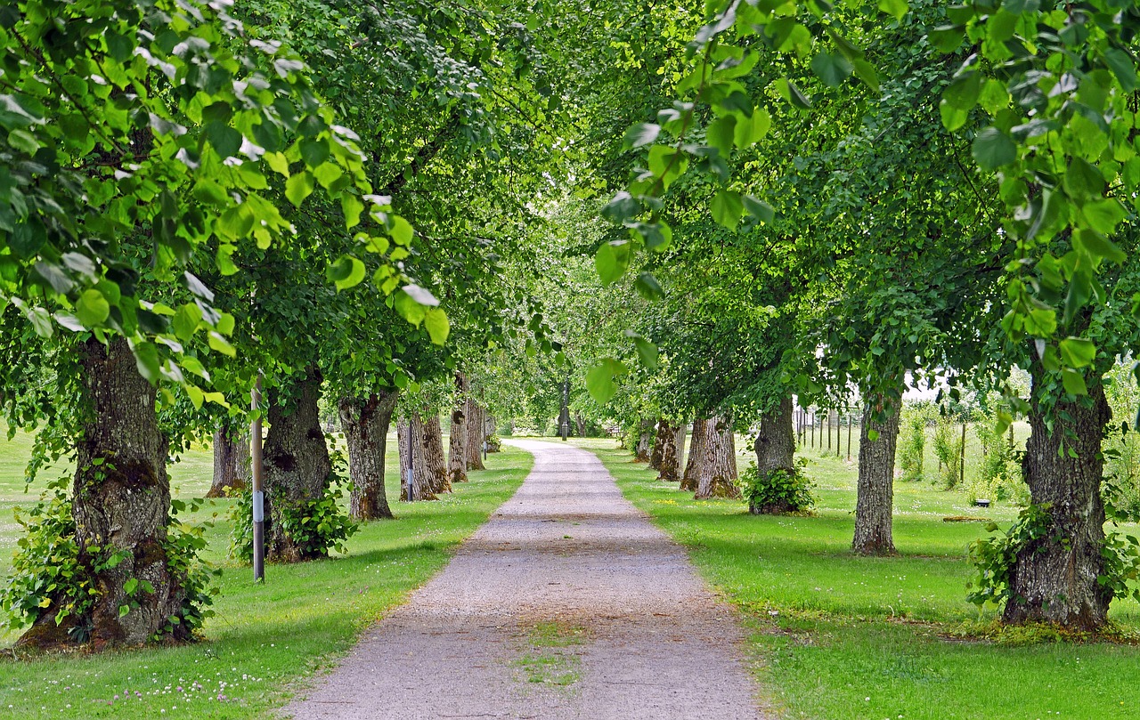 Senoji Liepų Alėja, Prieigos Kelias, Gripsholm, Įranga, Gamtos Parkas, Linda, Medžių Ruožas, Parkweg, Alėja, Linden Gatvė