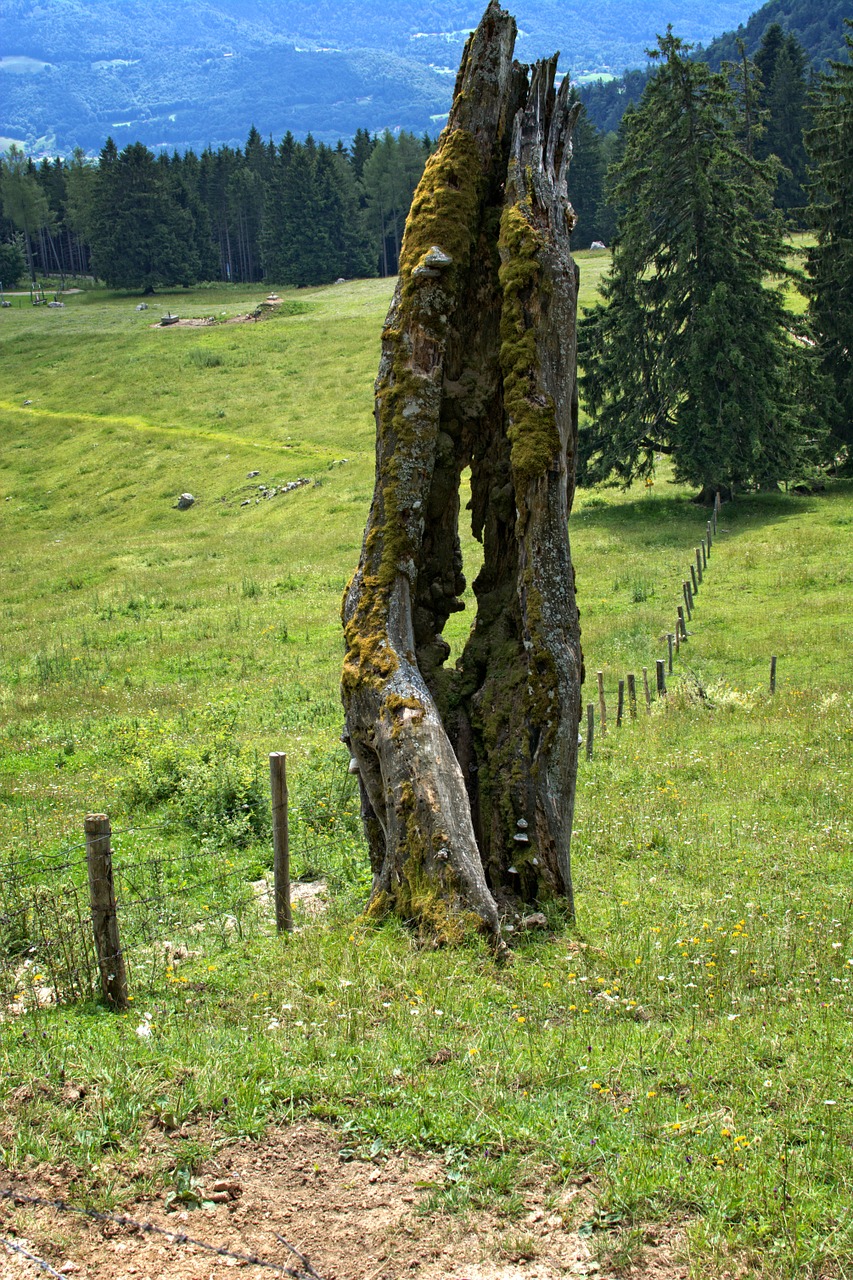 Senas Medis, Užpakalis, Medis, Kelmas, Sunaikintas, Medžio Kamienas, Miręs Medis, Gamta, Mediena, Senas