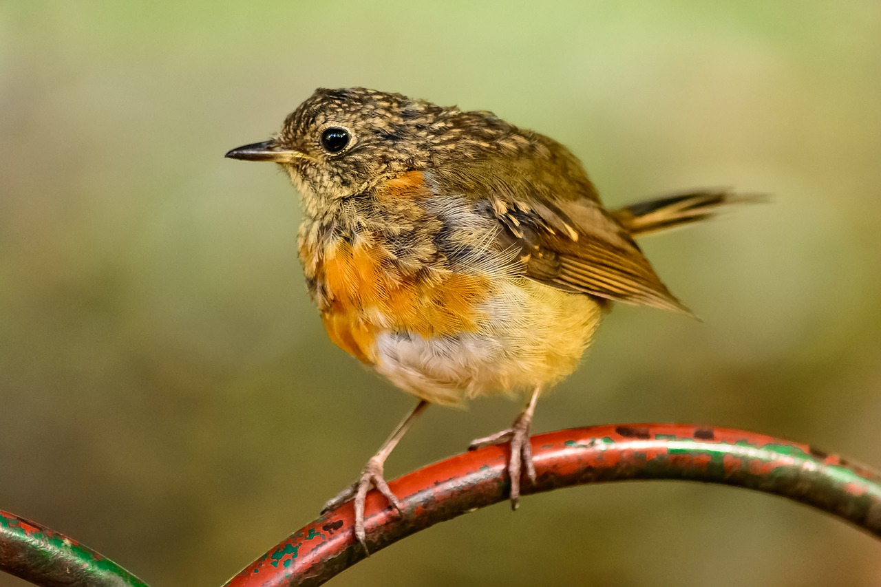 Senas Pasaulinis Flycatcher, Robin, Paukštis, Europietis, Geltona, Krūtinė, Snapas, Oranžinė, Laukinė Gamta, Gamta