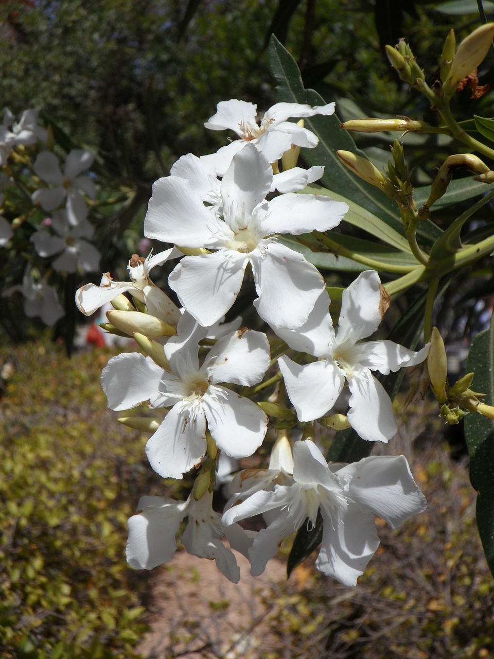 Oleander, Balta Gėlė, Žiedas, Žydėti, Žydėti, Gėlė, Balta, Krūmas, Nemokamos Nuotraukos,  Nemokama Licenzija