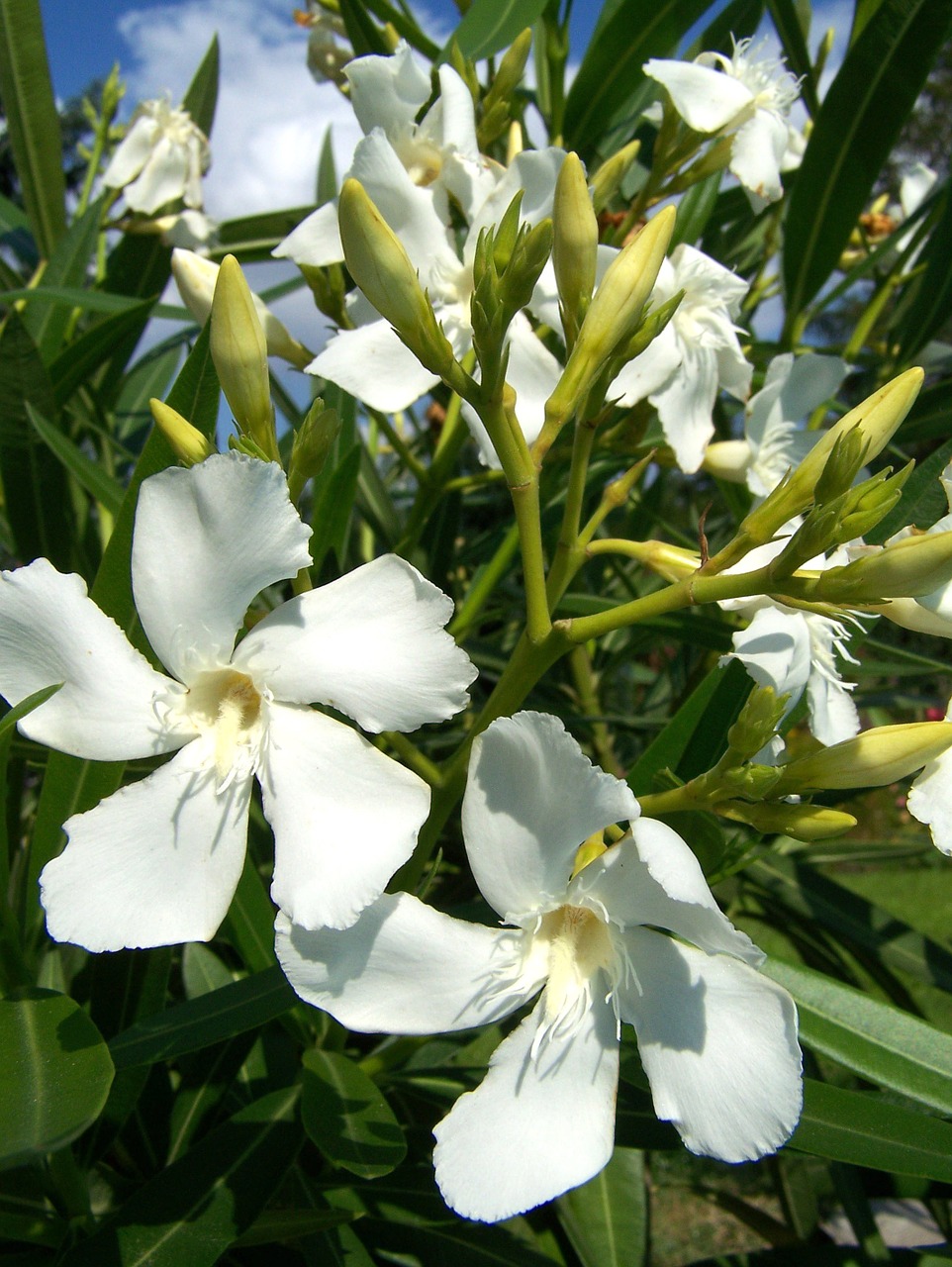 Oleander, Balta Gėlė, Gėlė, Balta, Sodas, Vasara, Nemokamos Nuotraukos,  Nemokama Licenzija