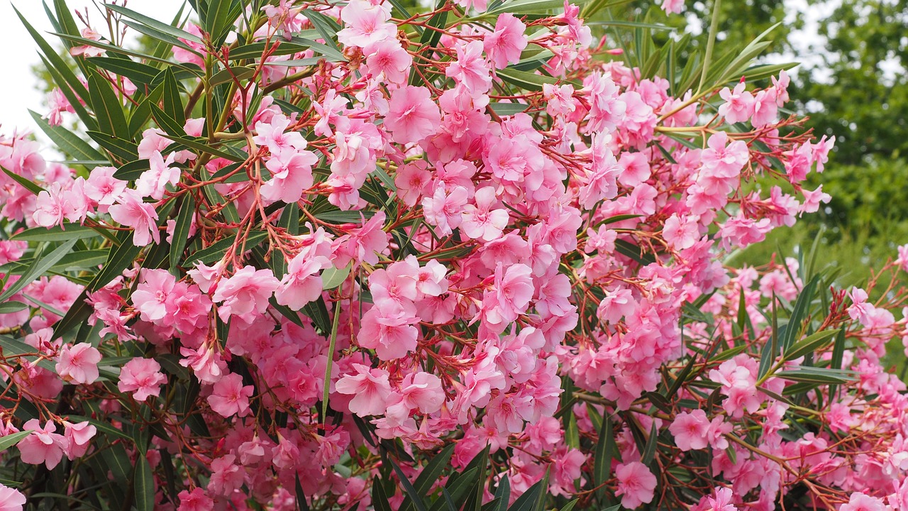 Oleander, Krūmas, Nerium Oleander, Lauro Rūsys, Šuo Dovanų Šiltnamio, Apocynaceae, Gėlė, Gėlės, Rožinis, Minkštas Rožinis