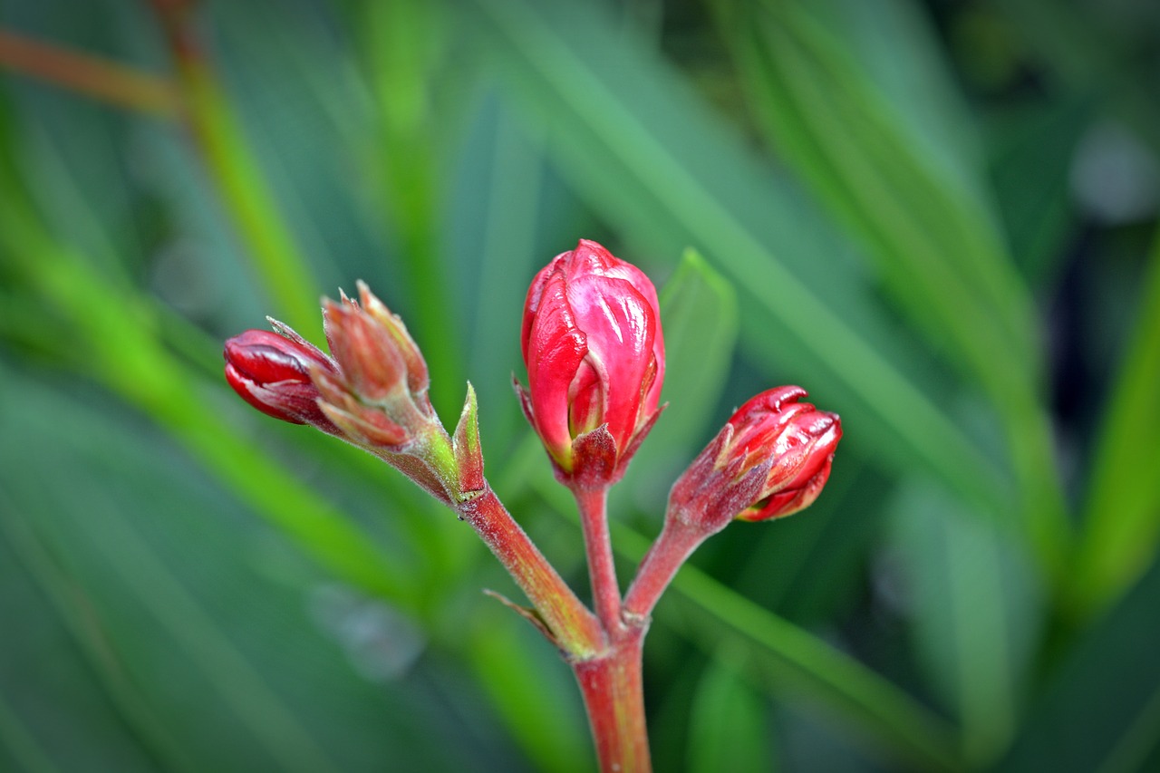 Oleander, Budas, Gėlė, Uždaryti, Gamta, Nemokamos Nuotraukos,  Nemokama Licenzija