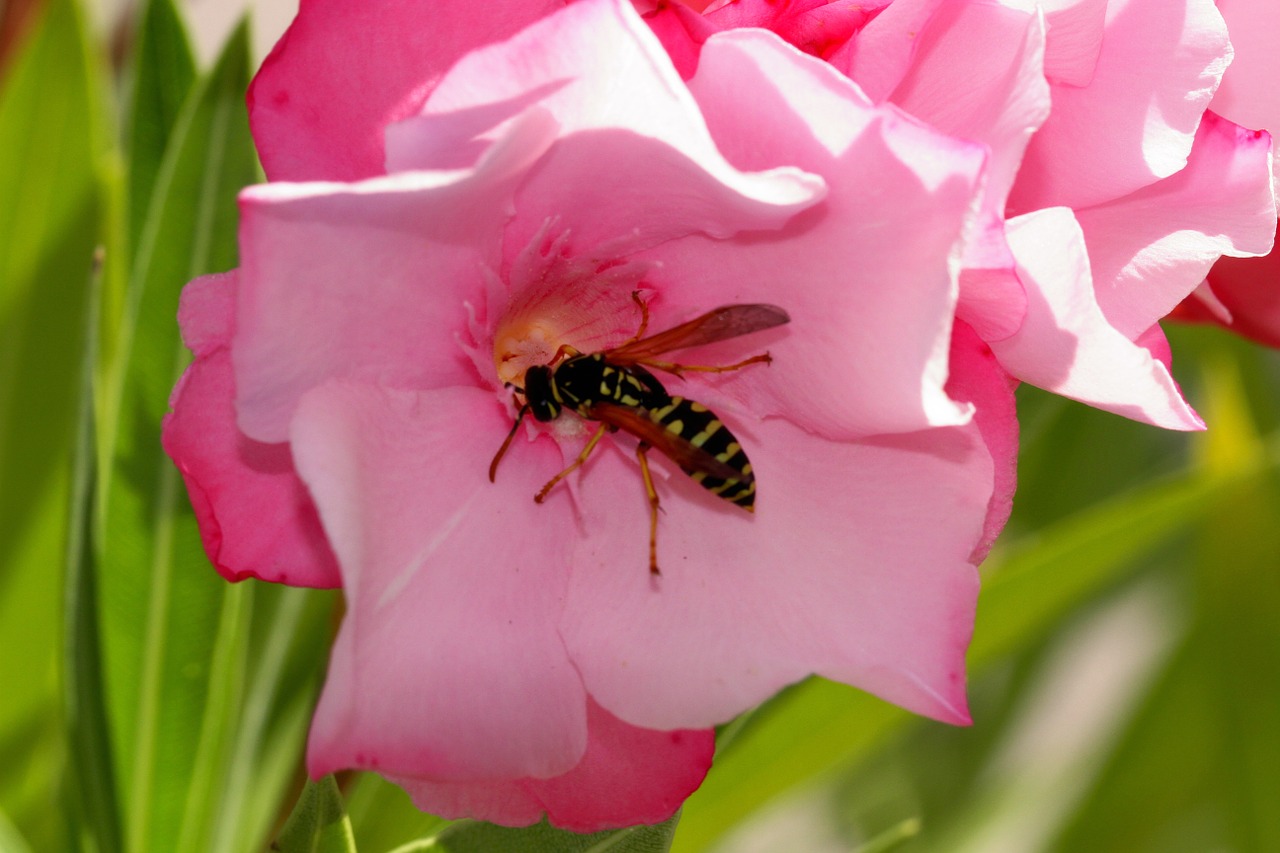 Oleander, Žiedas, Žydėti, Spalva, Gėlė, Gamta, Žiedlapis, Rožinis, Gėlės, Sodas