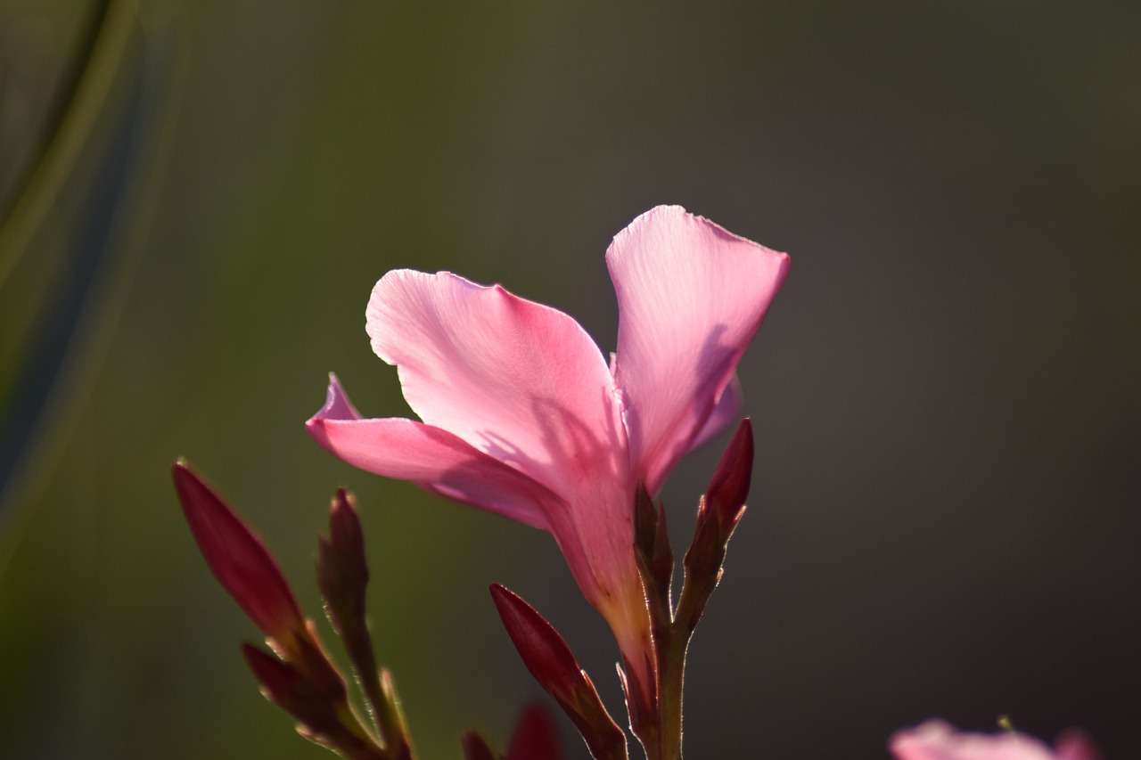 Oleander, Žiedas, Žydėti, Gėlė, Gamta, Augalas, Makro, Žydėti, Blyškiai Rožinė, Uždaryti