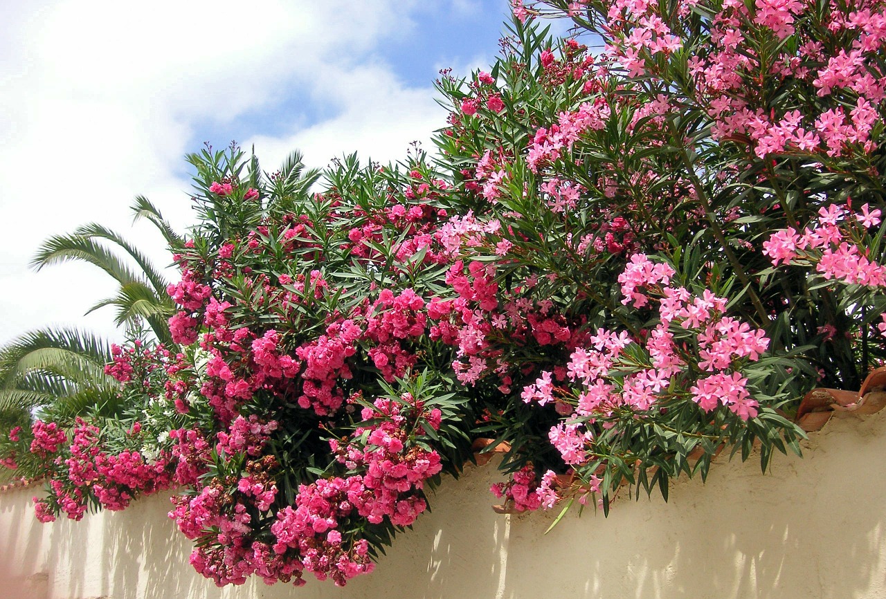 Oleander, Rožinis, Gėlės, Žiedas, Žydėti, Viduržemio Jūros, Augalas, Gėlių, Nemokamos Nuotraukos,  Nemokama Licenzija