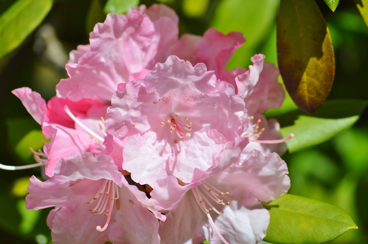 Oleander, Lauro Rūsys, Šuo Dovanų Šiltnamio, Krūmas, Žiedas, Žydėti, Rožinis, Flora, Gamta, Žydėti