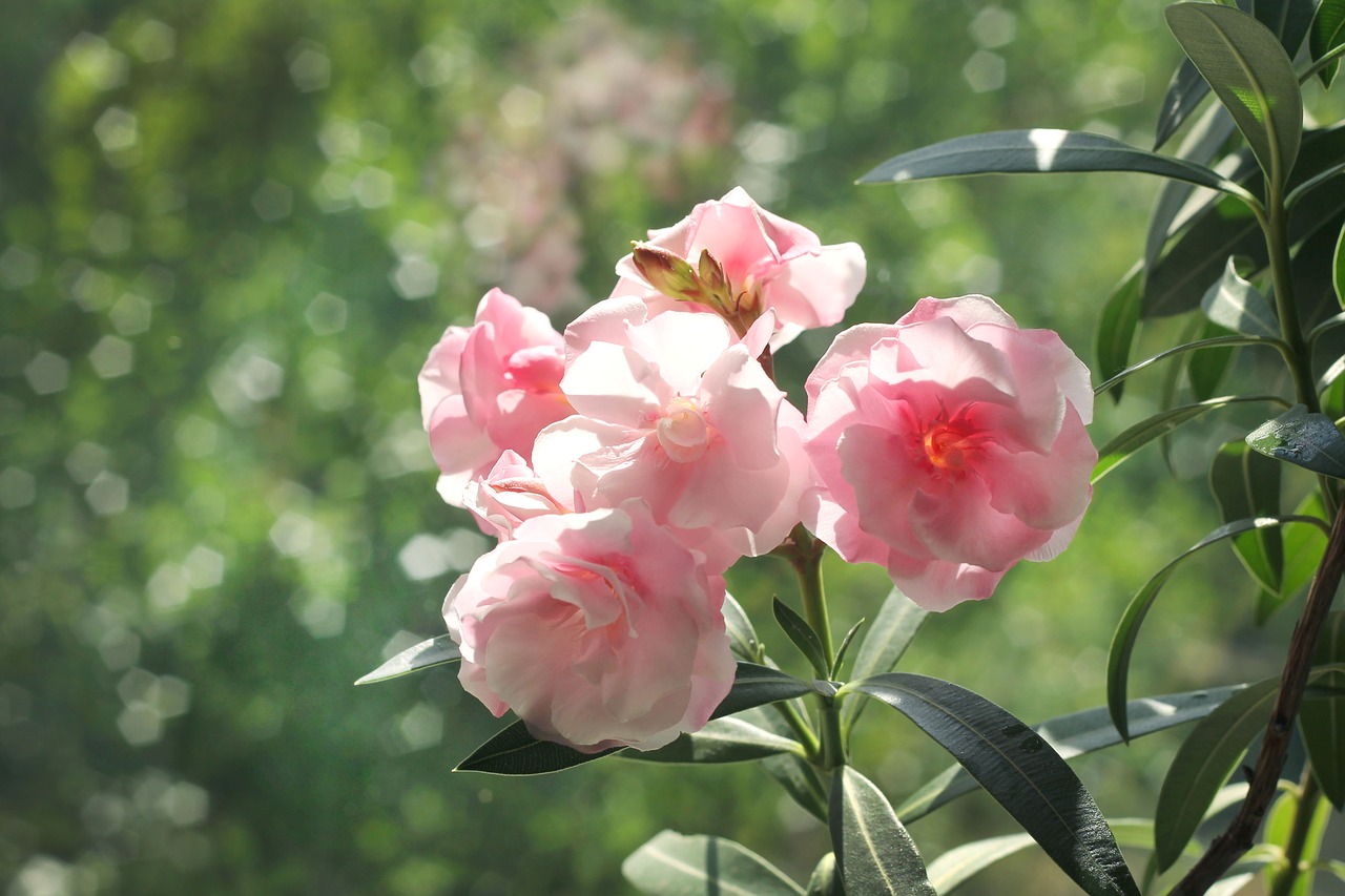 Oleander,  Graži Gėlė,  Pobūdį,  Augalas, Nemokamos Nuotraukos,  Nemokama Licenzija