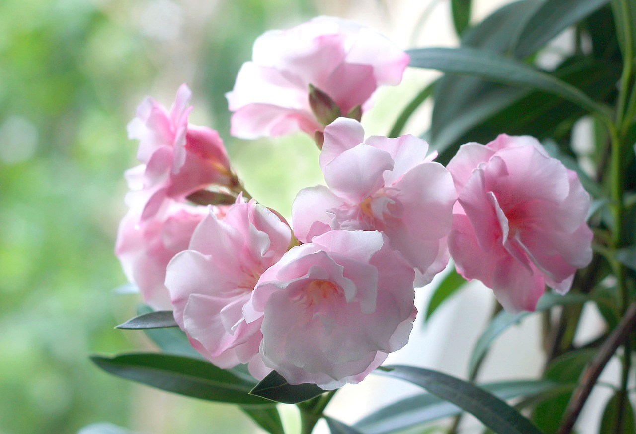 Oleander,  Gėlės,  Pobūdį,  Rausvos Gėlės,  Iš Arti, Nemokamos Nuotraukos,  Nemokama Licenzija