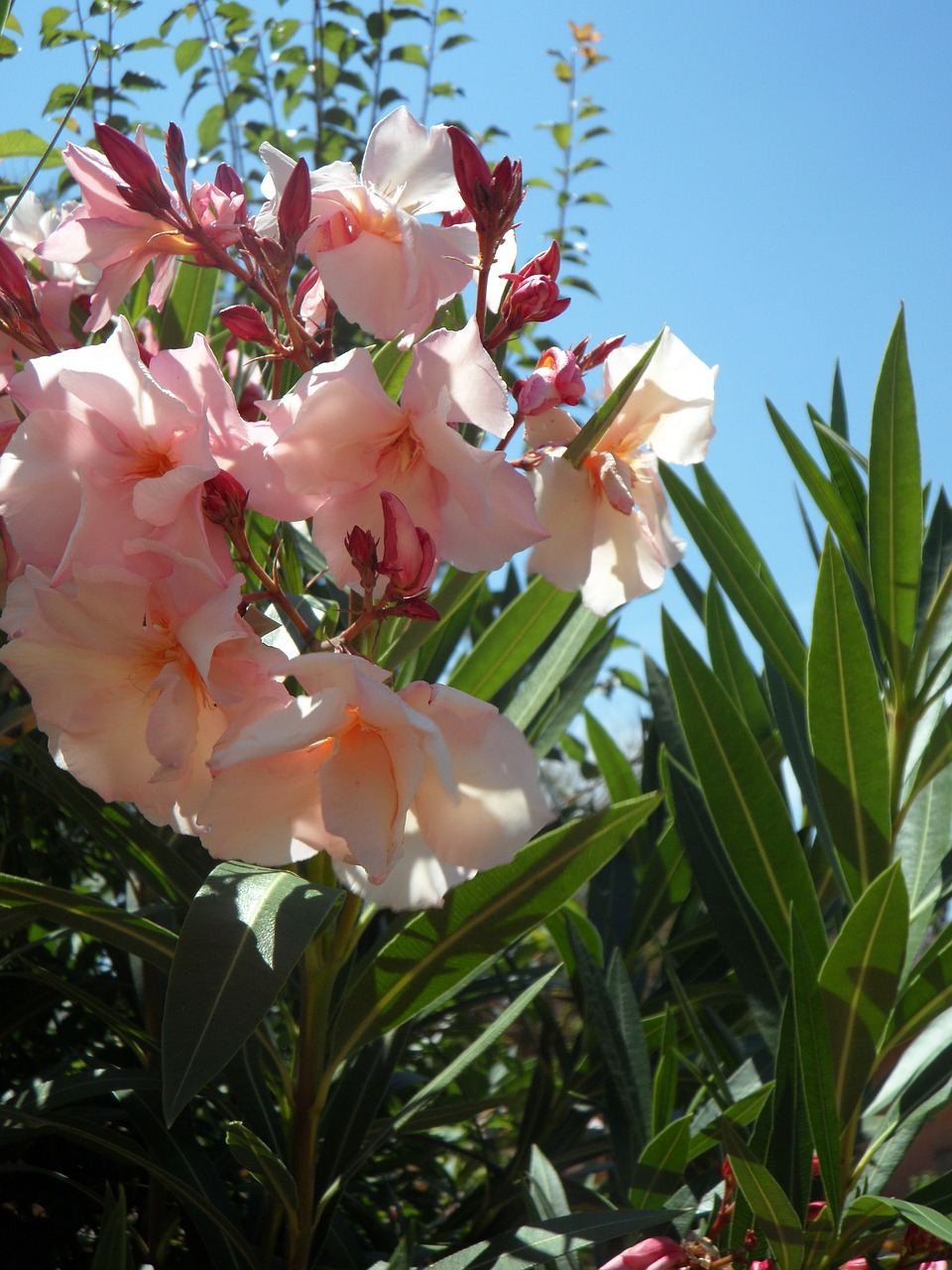 Oleander, Rožinis, Dekoratyvinis Krūmas, Krūmas, Žiedas, Žydėti, Gėlės, Flora, Vasara, Augalas