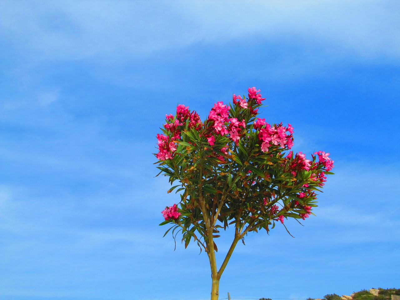 Oleander, Raudona, Bäumchen, Gėlės, Rožinis, Mėlynas Dangus, Nemokamos Nuotraukos,  Nemokama Licenzija