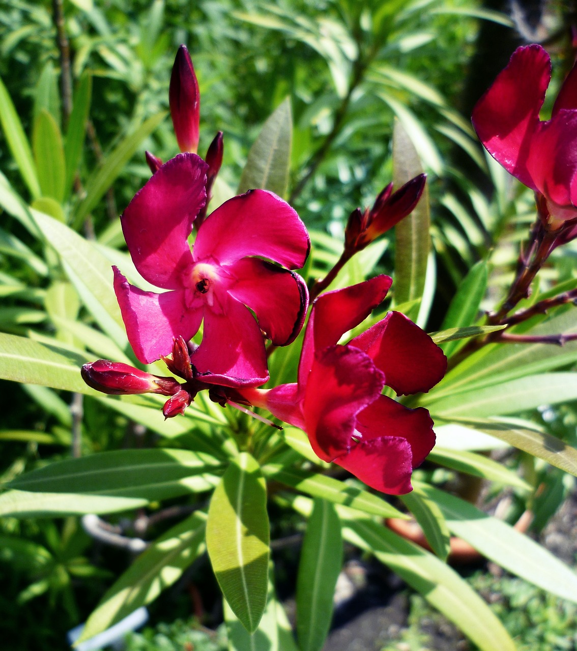 Oleander, Violetinė, Lauro Rūsys, Toksiškas, Žiedas, Žydėti, Vasara, Žydėti, Augalas, Gėlė